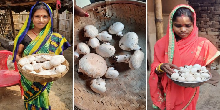 Mushroom farming with Avtar Development Foundation